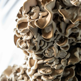 Maitake Liquid Extract