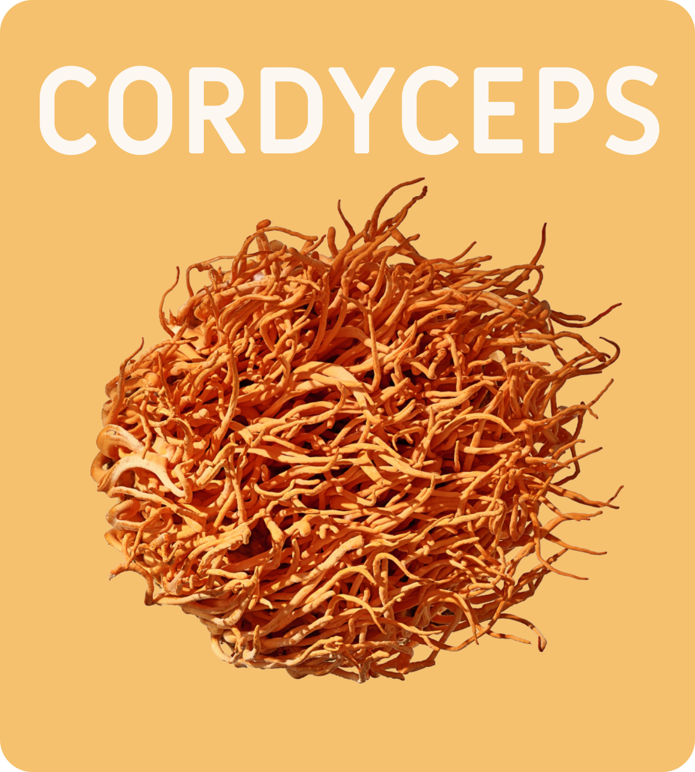 Cordyceps Image