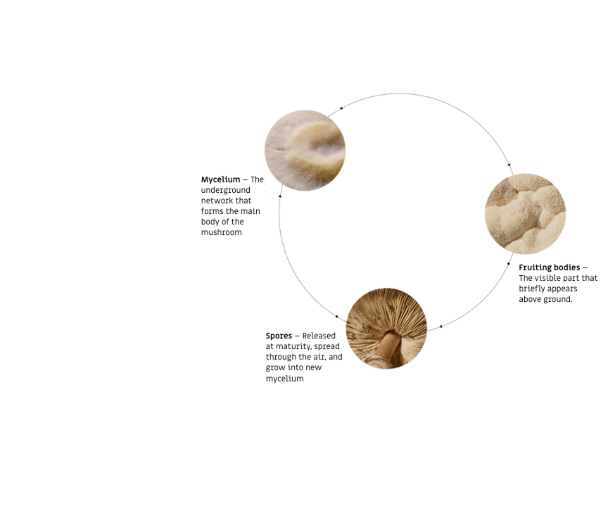 mushroom Image